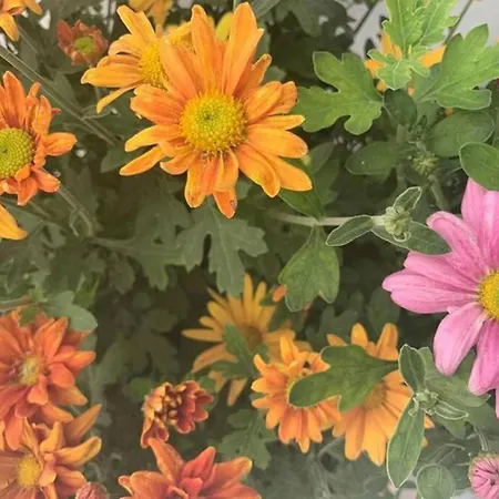 Dolce - In The Heart Of - アパート